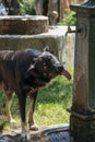 Thirsty dog Ã¢â¬â¹Ã¢â¬â¹drinking water from a fountain in a park Royalty Free Stock Photo